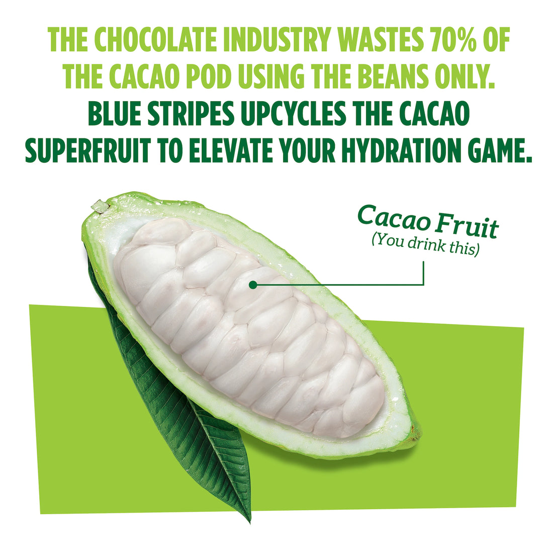 Cacao pod diagram with text about Blue Stripes using the whole cacao pod to elevate your daily nutrition.