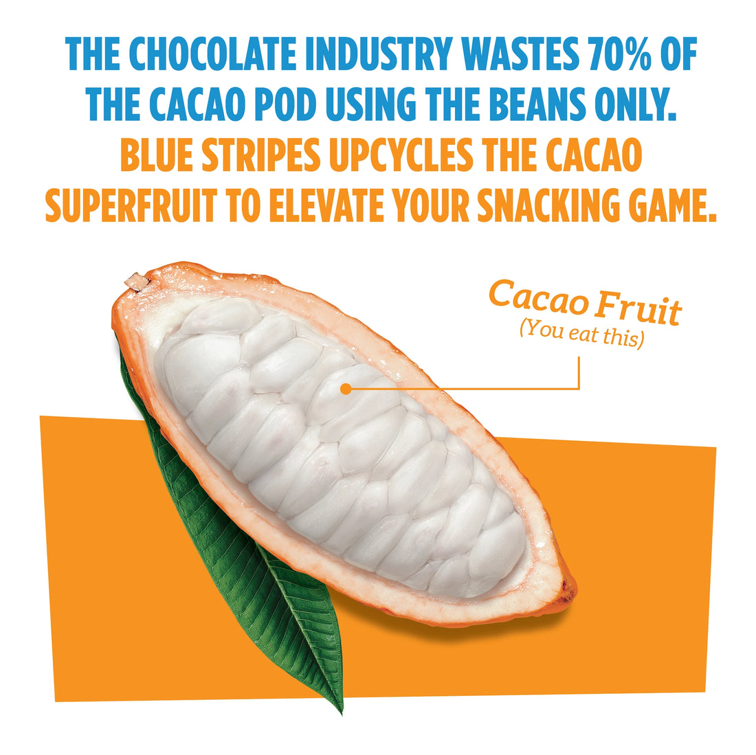 CACAO FRUIT