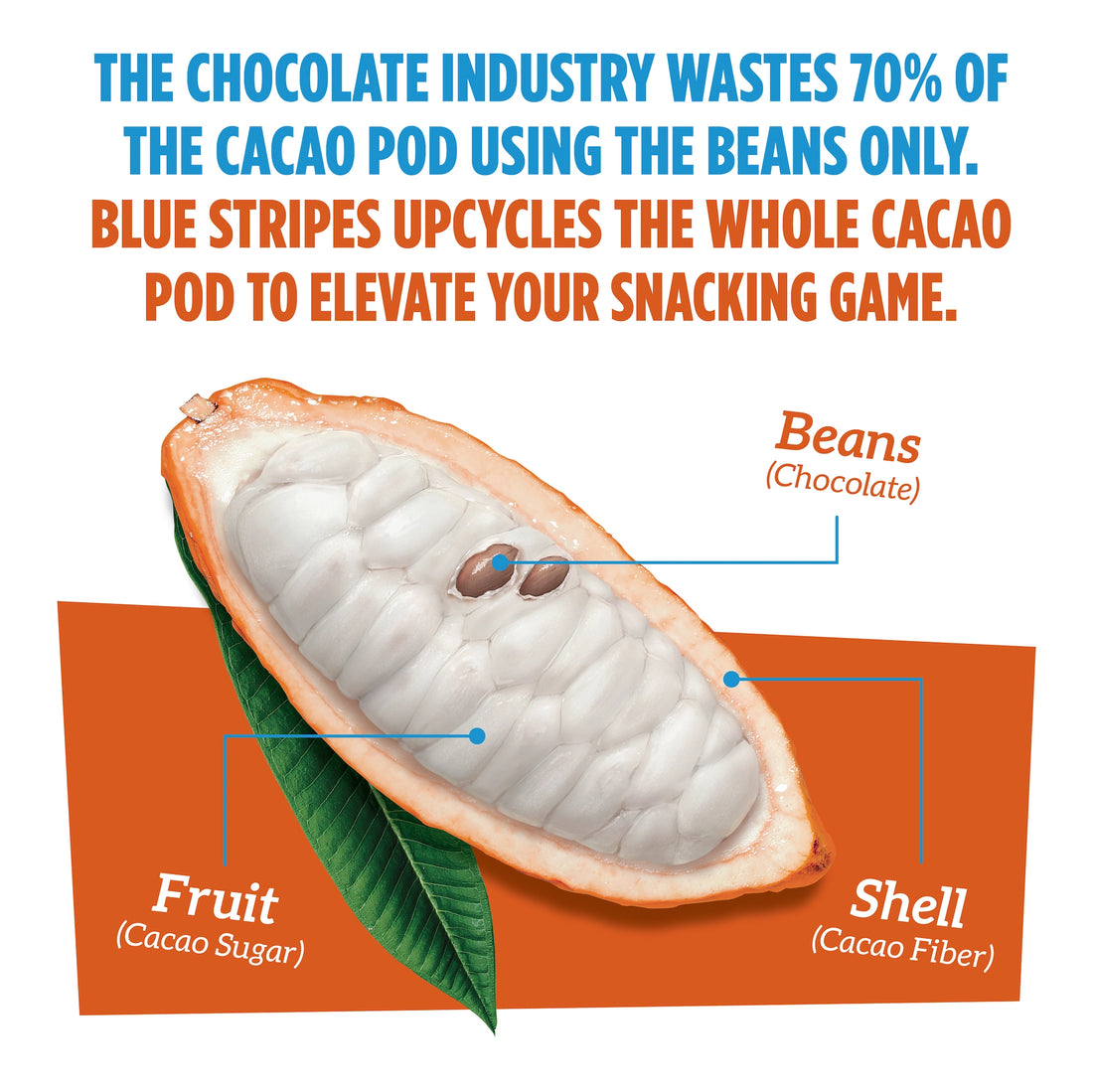 Cacao pod diagram with text about Blue Stripes using the whole cacao pod to elevate your daily nutrition.